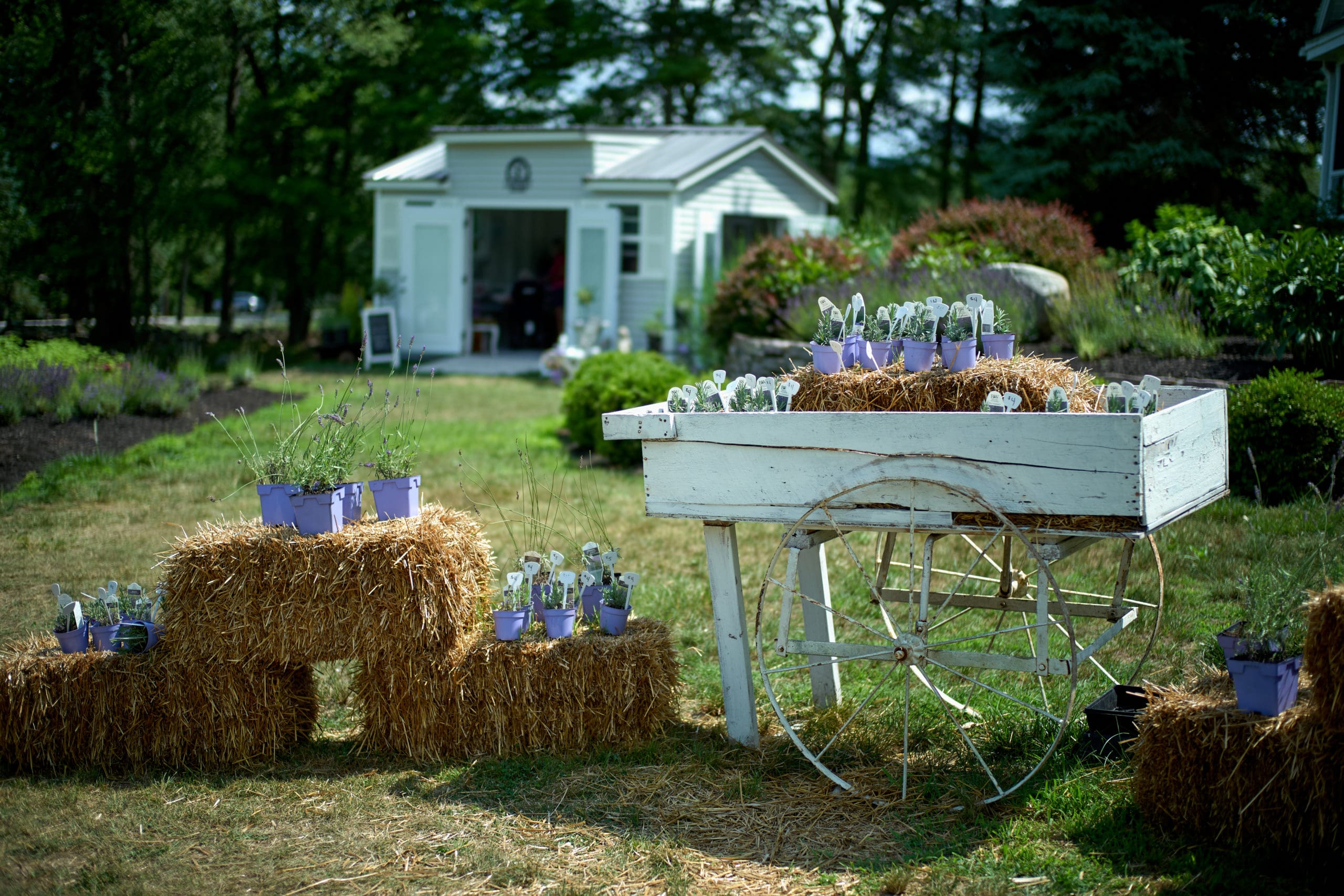 Laromy Lavender July 2020