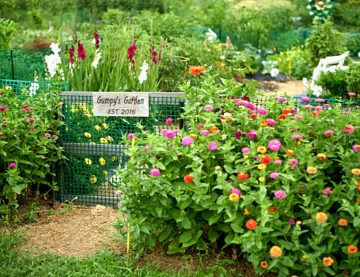 Nashua Community Garden Aug 2020